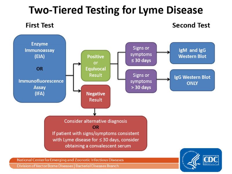 2 Tiered Testing For Lyme Disease by the CDC