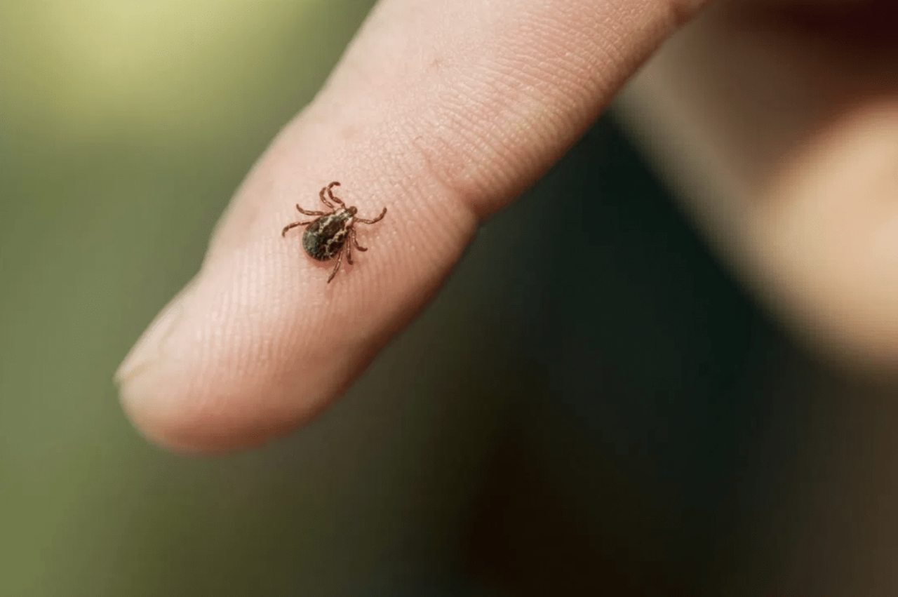 Lyme Disease Interview with Dr. Keith Yimoyines