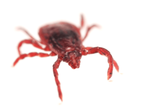 A Naturopathic Approach to Lyme Disease: Interview with Dr. Christie Morelli