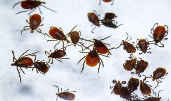 Pennsylvania site just recorded highest rate ever of tick-carried virus anywhere in U.S.